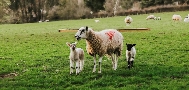 طريقة ذبح الأضحية للمبتدئين صورة مقال طريقة ذبح الأضحية للمبتدئين