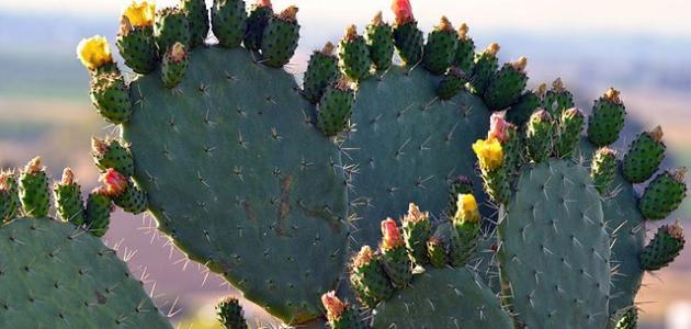 كيفية زراعة الصبار صورة مقال كيفية زراعة الصبار