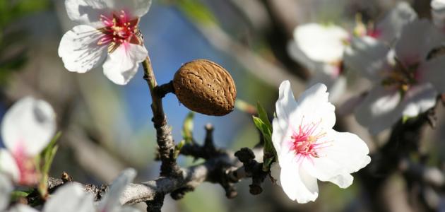 كيفية زراعة اللوز صورة مقال كيفية زراعة اللوز