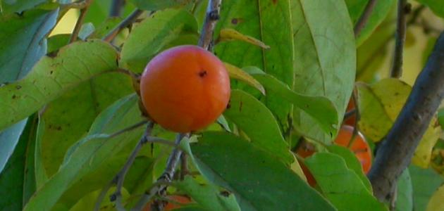 كيف تزرع الكاكا صورة مقال كيف تزرع الكاكا