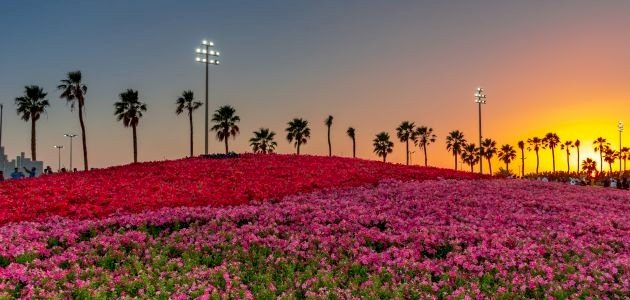 مهرجان الزهور في ينبع صورة مقال مهرجان الزهور في ينبع