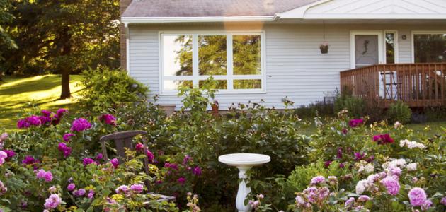 كيف تزرع الورد في المنزل صورة مقال كيف تزرع الورد في المنزل