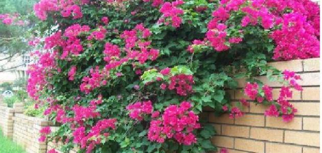 كيفية الاعتناء بنباتات الزينة صورة مقال كيفية الاعتناء بنباتات الزينة