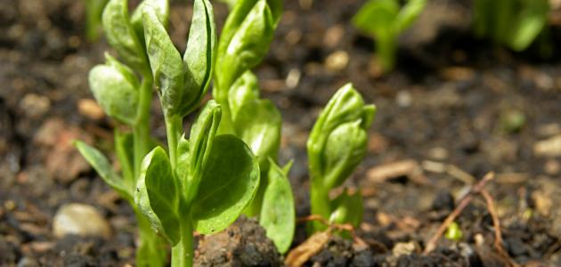 كيفية زراعة الجلبانة صورة مقال كيفية زراعة الجلبانة