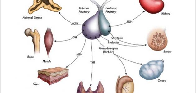 ما علاج إرتفاع هرمون FSH صورة مقال ما علاج إرتفاع هرمون FSH