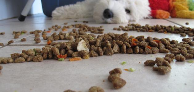 ما هو طعام الكلاب صورة مقال ما هو طعام الكلاب