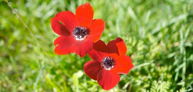 ما معنى شقائق النعمان صورة مقال ما معنى شقائق النعمان