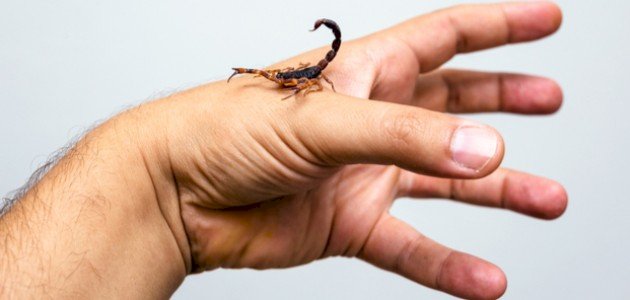 ما علاج لدغة العقرب صورة مقال ما علاج لدغة العقرب