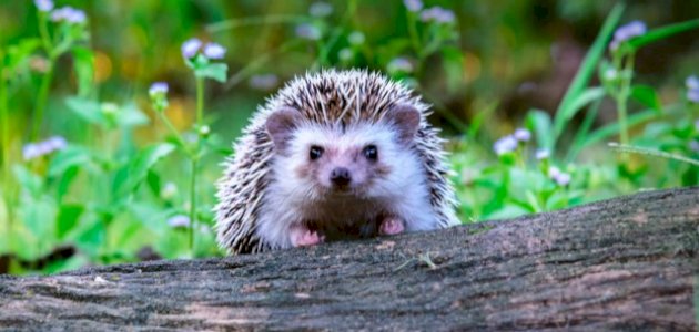 ما هو غذاء القنفذ صورة مقال ما هو غذاء القنفذ