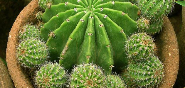 كيفية زراعة الصبار فى المنزل صورة مقال كيفية زراعة الصبار فى المنزل