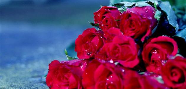 اجمل جمل الحب صورة مقال اجمل جمل الحب