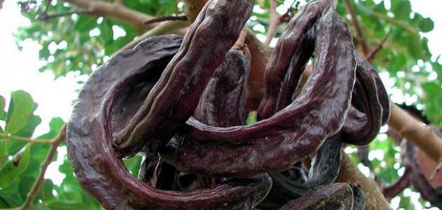 طريقة عمل عصير الخروب صورة مقال طريقة عمل عصير الخروب