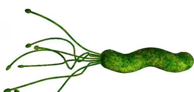 ما هي جرثومة الحمل صورة مقال ما هي جرثومة الحمل