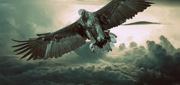 ما هو طائر الرخ صورة مقال ما هو طائر الرخ