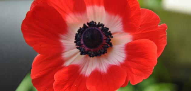 ما هي شقائق النعمان صورة مقال ما هي شقائق النعمان