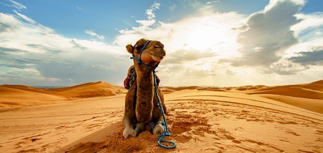 ماذا يأكل الجمل صورة مقال ماذا يأكل الجمل