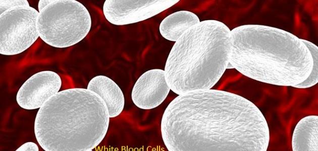 ما هو تحليل WBC صورة مقال ما هو تحليل WBC