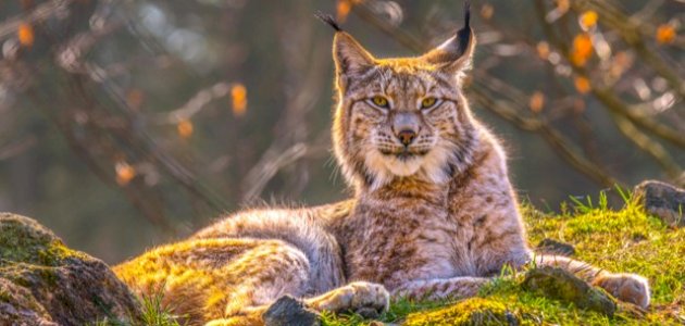 ما هو حيوان الوشق صورة مقال ما هو حيوان الوشق