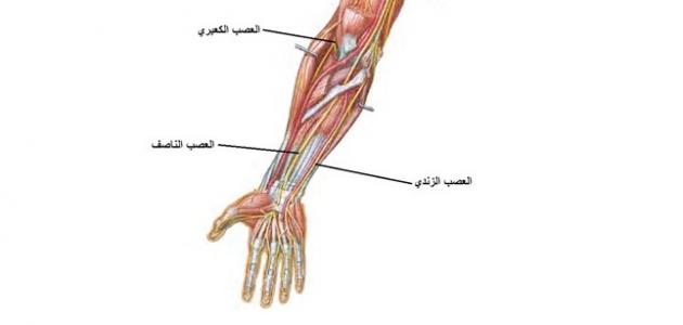 أين تقع الكعبرة في جسم الإنسان صورة مقال أين تقع الكعبرة في جسم الإنسان