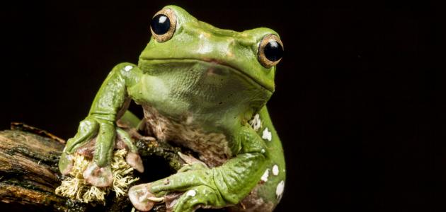 من أين يتنفس الضفدع صورة مقال من أين يتنفس الضفدع