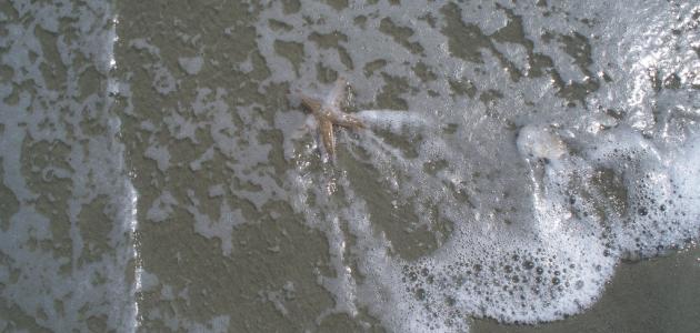 ما هو زبد البحر وفوائده صورة مقال ما هو زبد البحر وفوائده