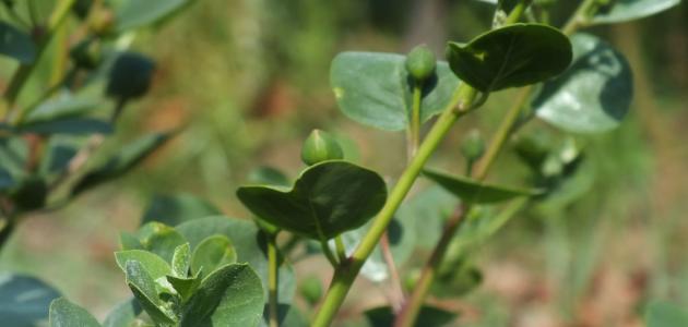 ما هو نبات القبار صورة مقال ما هو نبات القبار