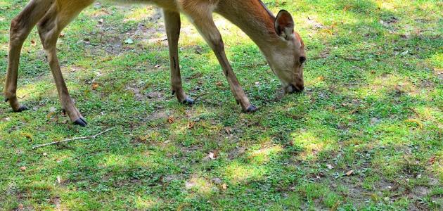 ما هو غذاء الغزال صورة مقال ما هو غذاء الغزال
