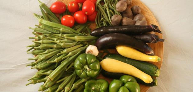 ما هو غذاء النباتات صورة مقال ما هو غذاء النباتات