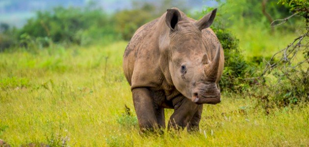 ما هو وحيد القرن صورة مقال ما هو وحيد القرن