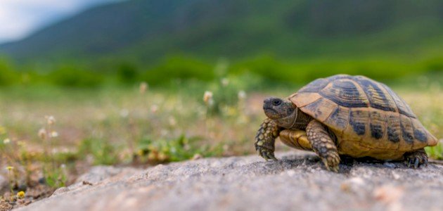 من أين تتنفس السلحفاة صورة مقال من أين تتنفس السلحفاة