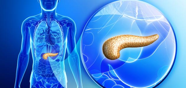 أين يقع البنكرياس في جسم الإنسان صورة مقال أين يقع البنكرياس في جسم الإنسان