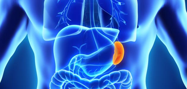 أين يقع الطحال في جسم الإنسان صورة مقال أين يقع الطحال في جسم الإنسان