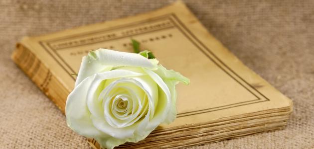 أبيات شعر قصيرة صورة مقال أبيات شعر قصيرة