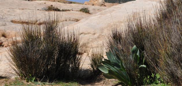 أين تقع محمية ضانا صورة مقال أين تقع محمية ضانا