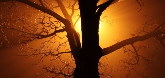 كلام عن الكذب صورة مقال كلام عن الكذب