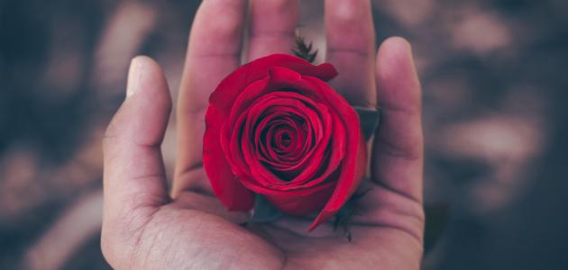 حكم رومانسية صورة مقال حكم رومانسية