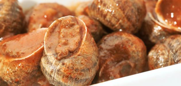 كيفية طبخ الحلزون صورة مقال كيفية طبخ الحلزون