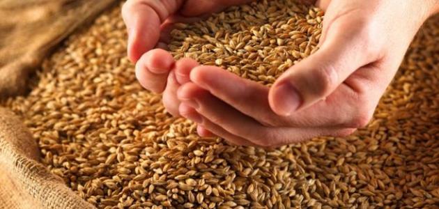 ما هو الصاع صورة مقال ما هو الصاع