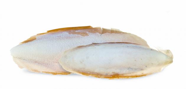 فوائد لسان البحر صورة مقال فوائد لسان البحر