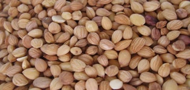 ما هي بذور المحلب صورة مقال ما هي بذور المحلب