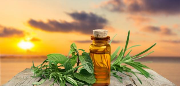 فوائد زيت إكليل الجبل للشعر صورة مقال فوائد زيت إكليل الجبل للشعر