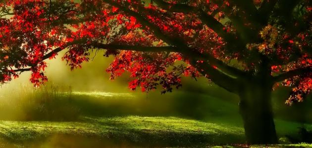 كلام وحكم صورة مقال كلام وحكم