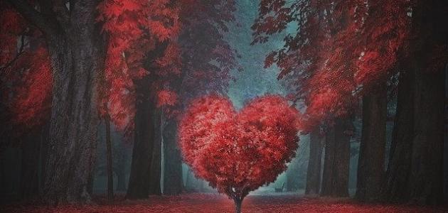 تعريف الحب : ما هو الحب صورة مقال تعريف الحب : ما هو الحب