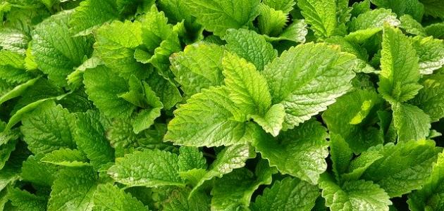 فوائد عشبة المليسة صورة مقال فوائد عشبة المليسة