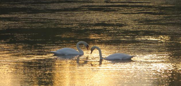 كلمات تلامس القلب صورة مقال كلمات تلامس القلب