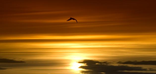 أجمل العبارات الصباحية صورة مقال أجمل العبارات الصباحية