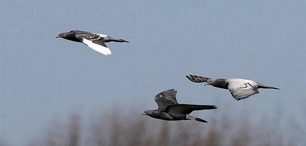 كيفية صيد الحمام صورة مقال كيفية صيد الحمام