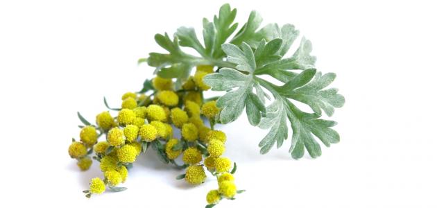 فوائد عشبة الشيح صورة مقال فوائد عشبة الشيح