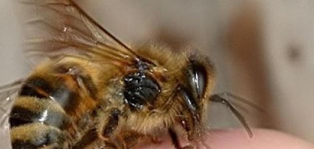 فوائد قرص النحل صورة مقال فوائد قرص النحل