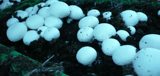 طريقة زراعة الفطر في المنزل صورة مقال طريقة زراعة الفطر في المنزل